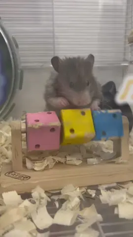 #nếp🐻‍❄️ #cute #hamster🐹 #chocohamster #xuhuong 