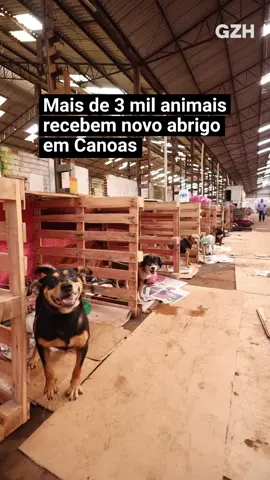 Um abrigo de animais gerido por voluntários foi inaugurado em Canoas e receberá mais de 3 mil cães. 🐶 Resgatados durante as enchentes, os animais esperam no lugar o reencontro com seus donos. Vaquinhas divulgadas nas redes sociais viabilizaram o projeto, assim como a doação provisória do pavilhão por uma empresa privada. Com o dinheiro arrecadado foi possível consertar o telhado, construir baias para os pets e até um espaço para triagem com veterinários. A comunicadora @queki foi conferir de perto a chegada dos bichinhos, de ônibus, ao ambiente melhor projetado para recebê-los. O novo abrigo está localizado na Rua Liberdade, 1.315, em Canoas, e já está aberto para visitação de possíveis tutores. 📲 Leia mais sobre o projeto no site ou app de GZH. ✍️📹 @queki / Grupo RBS #enchente #abrigodecaes #animais #riograndedosul