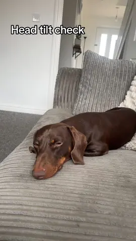 #fyp #foryou #foryoupage #daschund #daschundsoftiktok #headtilt #challenge #viral #trending #dachshund 