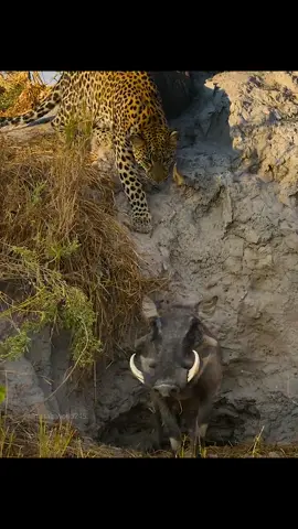 #amazinganimalsworld #animalswildlife #foryourpage 