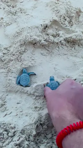 Turtles to the Ocean  #Mexico #Turtle #Ocean 