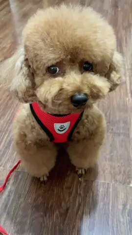 🐶🐱✨ ADJUSTABLE BREATHABLE LUMINOUS PET VEST HARNESS AND LEASH SET   👉 Shop link in bio  🔥FREE SHIPPING WORLDWIDE   #PetAccessories  #DogGear  #CatSupplies  #PetToys  #AnimalEssentials 