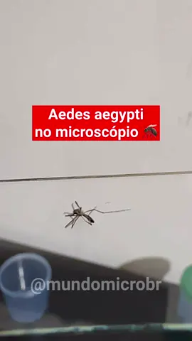 Aedes aegypti no microscópio 🦟 . Curta e se inscreva no canal 🔬 . #aedesaegypti #dengue #mosquito #microscopio #mundomicro #microbiologia #biologia #viral 
