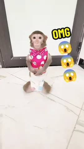 Chú khỉ hài hước biết quỳ lậy 🤪🤪🤪 #monkeycute #khỉcon #khỉ #monkey #monkeysmile #thucung #monkeybonbon #monkeyfunny #monkeysmart 