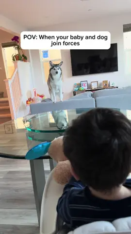 POV: when your dog and baby join forces 🐶😂 #dogs #dogandbaby #fyp 