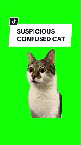#CapCut CONFUSED CAT. #greenscreen #greenscreenvideo #greenscreenoverlays #fyp #fypシ #fypage #fypppppppppppppppppppppppppppppppppppppppppppppppppppppppppppppppppppppp #fyppage #fypシ❤️💞❤️ #meme #memes #memestagram #freefirememe #memepage #viral #viralvideos #viralreels #viralvideo #viralpost #meme2024 #cat #cats #catsofinstagram #catlover #catmemes #catmeme #trend #trending #viralcats 