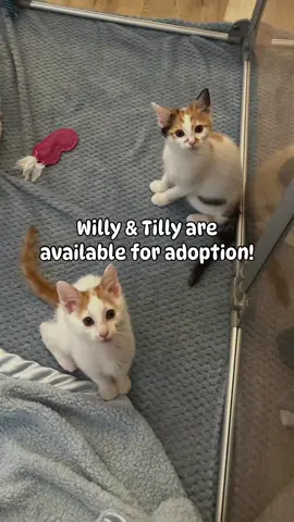 Willy & Tilly are available for adoption!!🥹😻 Please read the whole post before applying🙏 🩵Special needs adoption🩷 Willy & Tilly were born with hind leg abnormalities that cause them to have restricted range of motion. But they have adapted beautifully with their wonky leggies!! They walk, run, climb, jump, and play like crazy! They use the litterbox perfectly and have even learned how to keep their legs clean while pottying👏 They have seen a specialist who determined that surgery is not a good option for them right now and would not increase their quality of life. We do not think they will ever need surgery BUT we want to continue to monitor them as they grow. It’s possible surgery may be necessary in the future. Special conditions: 1. Willy & Tilly’s adopters must live within 2 hours of Thousand Oaks, California. 2. Must be willing to bring them back to see the specialist (in Thousand Oaks) every 6-8 weeks until 6 months of age. 3. Must be willing to provide regular updates to Caroline and let her know when appointments are scheduled. 4. Must be willing to perform basic stretching exercises with Willy & Tilly weekly. Baby Kitten Rescue will continue to pay for Willy & Tilly’s speciality appointments and surgery if it’s needed. Willy & Tilly are seriously the sweetest, silliest, most loving and special babies🥹 Tilly is the boss. She’s fearless and loves to explore and play. Willy is the sweet snuggle bug who purrs as soon as you look at him.🥰 Willy & Tilly are bonded and must be adopted together🧡  If you’re interested in adopting Willy & Tilly, please fill out the adoption app through the link in our bio or here: https://www.shelterluv.com/matchme/adopt/BKR/Cat If you have any questions about Willy & Tilly, please email me at director@babykittenrescue.com 🙏 I’m happy to answer any questions you may have!🧡 . . . . . #babykittenrescue #kittenrescue #disabledkitten #disabledcat #specialneedskitten #specialneedsanimals #specialneedscat #specialneedscatsoftiktok #specialneedskitty #disabledkitten #adoptme #adoptables #adoptdontshop🐾 #kittensoftiktok #kittens #kittensdaily #kittenstagram #kittensoftiktok #adoptdontshop #adoptablekittens 