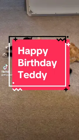Happy 5th birthday Teddy 🧡🫶🏻 #cats #cattok 