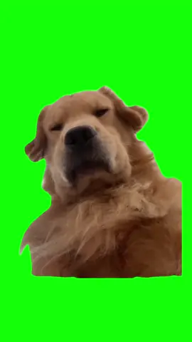 Dog sighs meme green screen #dog #dogs #dogsoftiktok #dogsvideo #greenscreen #meme #bestfriend #Relationship #billieeilish #frases 