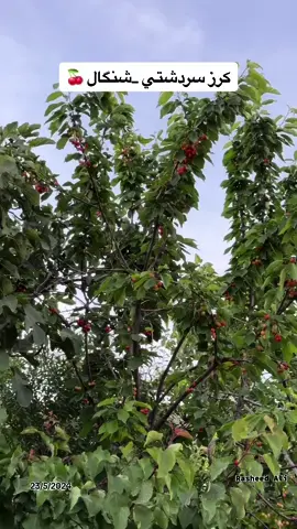 23/5/2024🍒 #شنگال #سردشت #karsi #كرسي #shingal #şingal #sinjar #تلعزير #بورك #سنوني #yazidi #ezidi #explore #كرزرك #تلبنات #تلقصب #سيباي #reels #خانك #شيخان #دهوك #ختارا #بعدري #باجدكندالا 