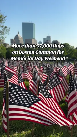 More than 37,000 flags to honor the fallen men and women of Massachusetts.  The annual  Massachusetts Military Heroes Fund flag garden returns for Memorial Day 2024.   Always such a powerful sight in Boston and one I recommend visiting in the evening when it’s quieter and you can hear the flags flap in the breeze.  Located on the hill on Boston Common with the Soldiers and Sailors Monument. #boston #bostonphotography #bostontravel #bostoncommon #memorialdayweekend #flaggarden 