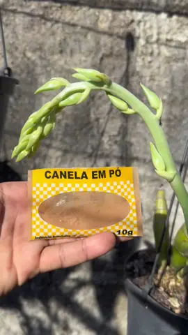 CANELA NAS ORQUÍDEAS - PASSO A PASSO #tiktok #orquídeas #orquídea #orquideas #orquidea #orchid #orchids 