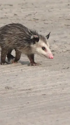 Playing possum 😵 When surprised by a predator, an opossum will enter a catatonic state. #opossum #playdead #wildlife 