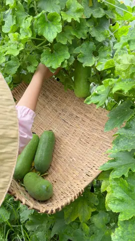 thu hoạch bí đao chanh #gardening #thuhoach #lamvuon #trongrau #hatgiongrangdong 