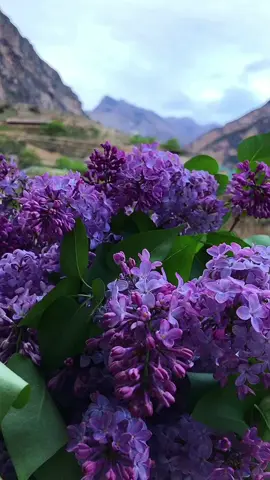 #حالات_واتس #ستوريات #صباح_الخير #الجمعة #دعاء_يريح_القلوب #دعاء 