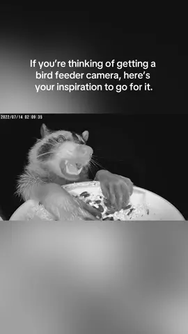 Why bird feeder cams are worth it. We love watching our backyard wildlife.  #bird #birding #wildlife #raccoon #funny 