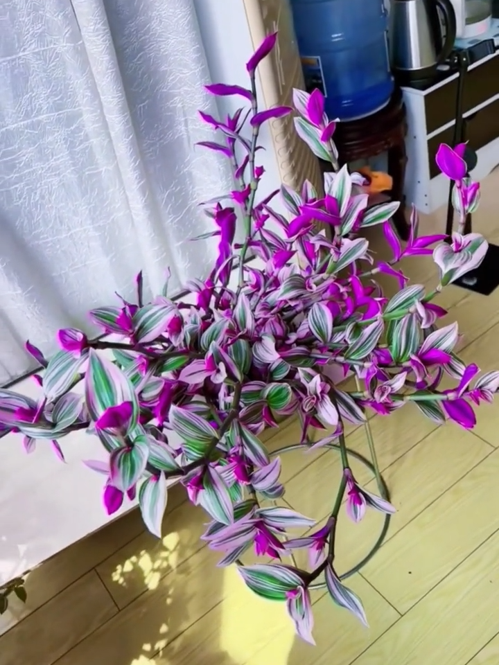 #flores #plantas #jardins #jardinagem #trabalhecomartistas #comocultivar #comoplantar #horta #pomar