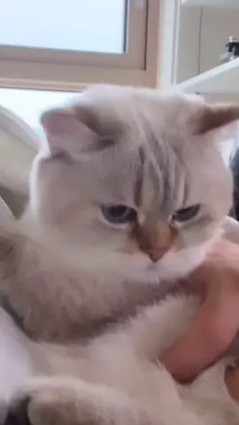 怕不怕？#这小猫谁养谁不迷糊啊 #有镜头感的小猫 #小猫咪怼脸杀视频 