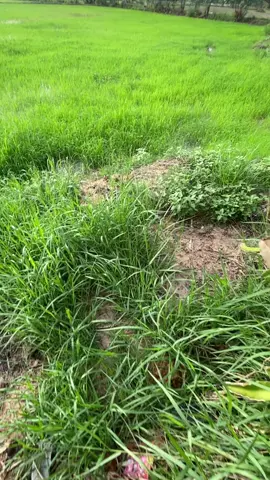 รักครั้งนั้น🩶  #แจกคลิป #เธรดท้องฟ้า #รับโปรโมทเพลง #ฝากกดติดตาม #คลิปท้องฟ้า #ท้องฟ้า⛅🌈 