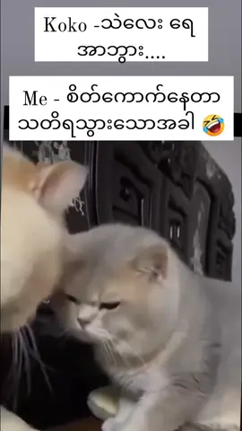 #စိတ်ကောက်နေတာလေးကအသက် #စိတ်ဆိုးနေတာ #သတိရသွားသောအခါ😂 #ချစ်ကြည်နူးတစ်တီတူး #အမြဲရန်ဖြစ်လိုက်သတ်လိုက်အတွဲပါ😍 #ရန်တွေဖစ်လိုက်ပြဿနာတွေတက်လိုက် #ကိုကိုရေ #ကိုကိုချစ်တယ်နော်😍🥰 #ideame #crdvideo #ကိုယ်တွေအတွဲက #အဲ့လိုပါဆို😁😁😂😂😂 