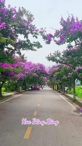 Hoa Bằng Lăng...🌹🌹🌹#nhachaymoingay #xuhuong #titoktrend #nhachottiktok #nhachottiktok #nhacbuontamtrang #bolerohaynhat #thinhhanh #xuhuongtiktok #usa_tiktok #usatiktok🇺🇸 #usa🇺🇸 