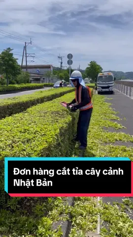 Làm cắt tỉa cây cảnh ở Nhật sẽ ntn #xuhuongtiktok #xuatkhaulaodong #donhangthucphamnhatban #xuatkhaulaodongnhatban 