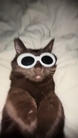 now do the veggie dance 🥕🥦🌽 #veggiedance#cats#catsoftiktok#gatos#browncat#cute#eepy#catvideos