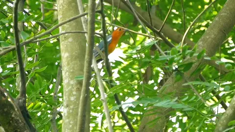 Burung ini masih tersisa sedikit di hutan jawa. Jika kita tahu tempat dan pas hari keberuntungan kita, pasti bisa bertemu dengan burung ini. #anismerah #burung #kicaumania #suaraburung #burunggacor #hutan #mbolang #birdingtiktok #fyp #viral 