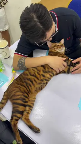 Bị người yêu bỏ trước kì thi hoa khôi be like 🥲🥲🥲 #meonghienvinh #catlovers #toygercat 