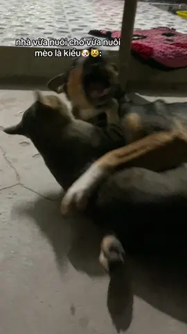 thấy chó mèo nhà ngt nhường nhịn nhau thấy ham☺️ nhà mình 🫤#mèoquạonè #thúcưng #mèo🐈 #xuhuong #meow 