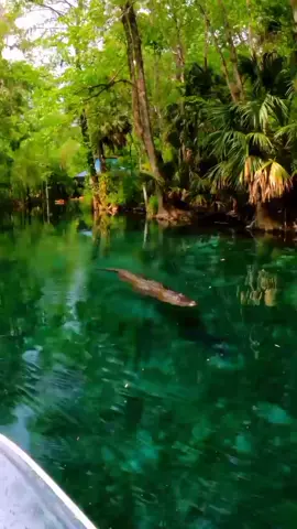 under water 🌊🌊##fypppppppppppppppppppppppppp #400k #motivation 