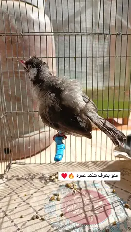 #حساني #CapCut #الشعب_الصيني_ماله_حل😂😂 #نوادر #اكسبلور #سوك_لغزل #مالي_خلق_احط_هاشتاقات🦦 #واسط_كوت #شني_كبينه😅 #اتعبكم_وعلي😏👑 #افراخ_بلابل #مهيدي_ابن_زمزم #سرايا 