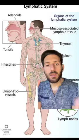 #greenscreen  Dis-ease is largely stagnation or a lack of electrical flow.  Your body is always detoxing, but how well that is happening can change depending on the daily decisions you make- regardless of if you have symptoms right now or not. Part of that is a stagnant gut/waste removal system.  This waste removal system is made up primarily by lymph & detox organs organs like the liver and kidneys. You will hear many docs say that detoxes don’t work or it's a waste of money.  What many don’t understand is that there is a spectrum of how well the body and detox organs are working.  If they are acidic, clogged, and backed up, the chances for dis-ease symptoms rise.  If they are flowing well, you stack the deck in your favor.  It’s as simple as that.   Many of these folks never consider (or take seriously): The inner terrain/culturing medium and accumulative toxicity within the human body (lymphatic system) Damage caused to various tissues, organs and glands from multiple generations of poor lifestyle habits The production of poor quality, often chemically sprayed foods Their light environment in the modern world.  There are many ways to improve its flow and function: More raw, living foods  Release negative emotions Bowels: slippery elm, marshmallow, ginger, aloe, peppermint Poop at least 1x/day (ideally 2-3x) before considering the following Lymphatic: dandelion, cleavers, echinacea, red clover Liver: milk thistle, dandelion, garlic, schisandra, artichoke Kidney: parsley, nettle, cleavers, tart cherry Lungs:  mullein, fenugreek, garlic, echinacea Address any microbial imbalances When there is chronic inflammation, you can be sure the lymphatic system is not functioning as well as it should be.  Exposure to infrared light, via (ideally) the sun or red light  helps improve the function of the lymphatic system through three primary mechanisms. 1.	Relaxing Lymphatic Vessels 2.	Creating New Lymphatic Vessel  3.	Stimulating Lymphoid Organs If I do feel that someone can use some herbal support to help them on their journey, then I like to recommend the Daily Detox Kit from @doctormorses to help support healthy detoxification while incorporating what else mentioned above! #drmorsespartner  #drmorsespaid 