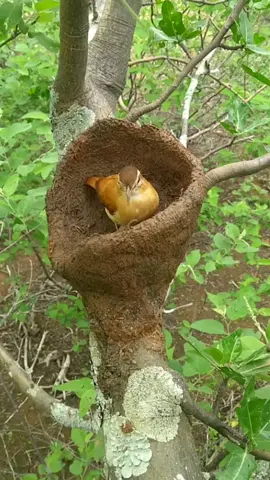 Casal de João-de-barro construindo a casinha #joaodebarro #casa #contruindo #casal #videos #viralvideo #natureza #preservação #preservarnatureza 