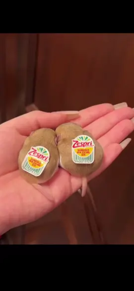 これはキウイ🥝ですか、パン🥖ですか？/Is this a kiwi or a piece of bread?#funnyvideos #面白い動画 #可愛いペット #cuteanimals #fyp #可愛い #hamster #ハムスター 