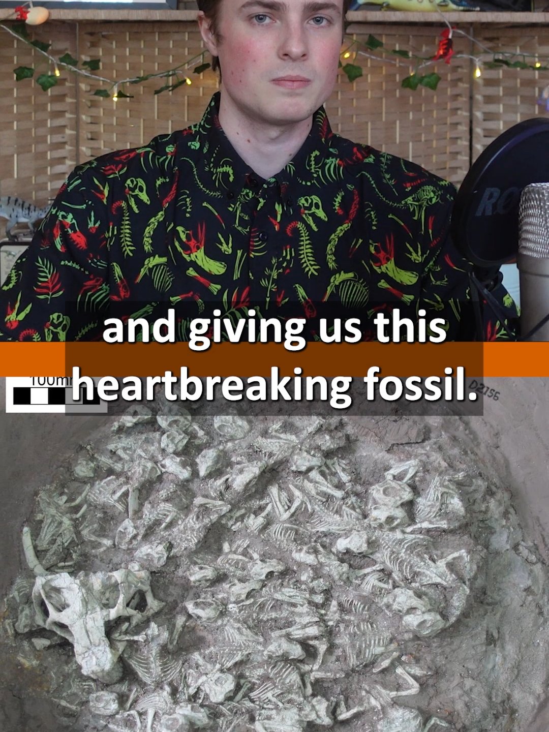 The dinosaur babysitter fossil might be the saddest one ever found... #dinosaur #dinosaurs #prehistoric #fossil #fossils #psittacosaurus #volcano #paleontology #palaeontology #geology
