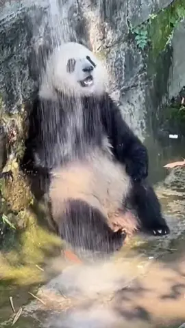 Happy shower time #cutepanda #panda 🥰🥰🥰