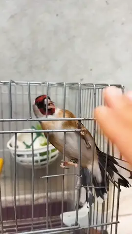 #الحرية_____للحسون 