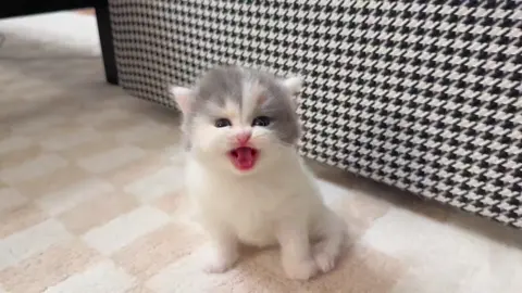 😻😼#かわいい #cute #foryou #小さな猫 #猫可愛い #fpyシ #cat #babycat #kitten #kittycat #adorable #moew #kitty 