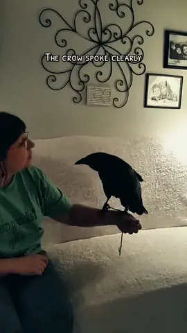 The crow spoke clearly 🤭🤯😆 #birds #crow #crowsound #viral #birdsoftiktok #crowspeak #top 