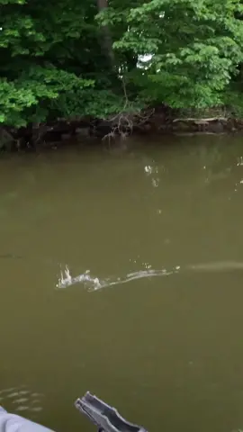 These are the moments that keep me coming back to chase snakehead. Even tho it wasn’t a giant, it still left me with my hands shaking. It always stings when they don’t stay pinned, but the thrill of this eat made it a little bit easier to stomach 🐍  #snakehead #sightfishing #kayakfishing #bassfishing #freshwaterfishing #fishing 