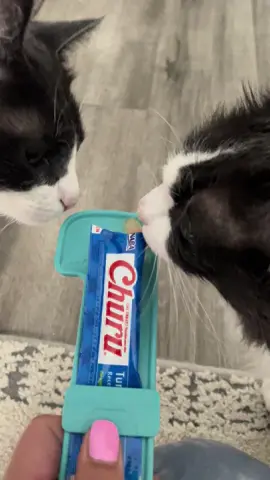 favorite snack #cat #catsoftiktok #churu #snack 