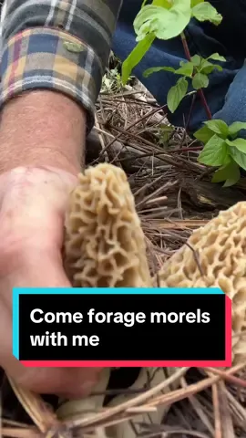 Come forage morels with me #nature #morels #foryoupage #outdoorlife #camping #food #Outdoors 