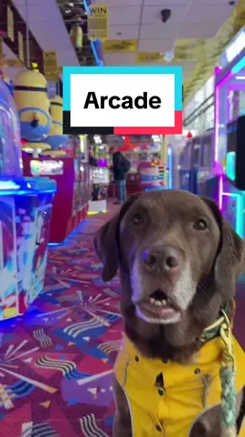 Ollie IS going to get that seagull 💪