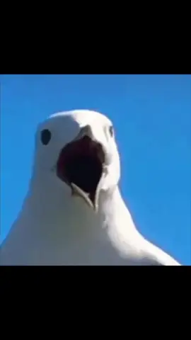 #AURORA #auroraaksnes #seagulls #fyp 