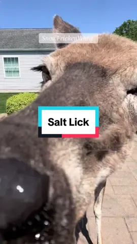 Salt Lick 👅🦌 #snowfrickenwhite #deer #saltlick 