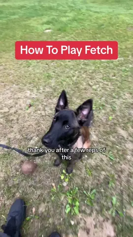 How To Play Fetch #DogTraining #puppytraining #trainyourdog #clickertraining #dogobedience #playfetchwithmydog #dogfetch #fetchdog 