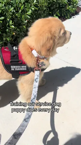 He’s learning more and more every day! 🥹 #goldenretriever #goldenpuppy #puppy #cute #dogsoftiktok #doglover 