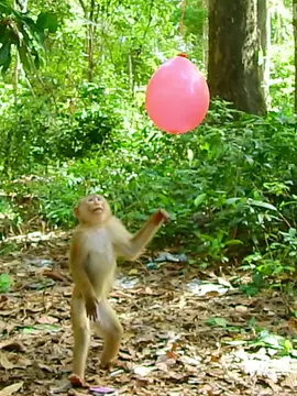 Testing how smart monkey rescue balloons  #animals #adoreblemonkey #funnyanimals #babymonkey #funnymonkey #adorablemonkey #funnyanimaks 