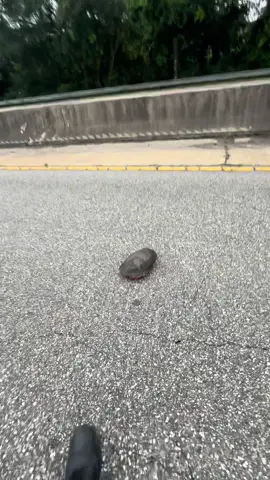 Atleast 50 cars almost hit this tutrle. I think 1 or 2 did. I couldnt just leave it. 